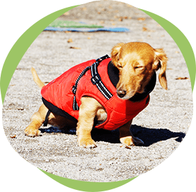 ワンちゃんの画像