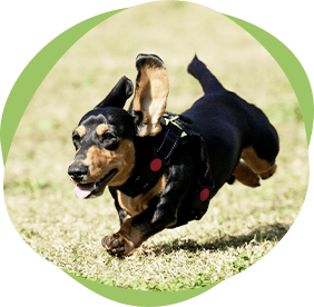 ワンちゃんの画像