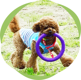 ワンちゃんの画像