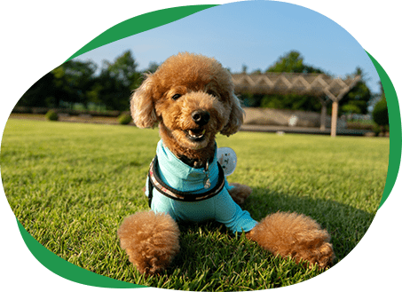 「初めての方へ」ページMV