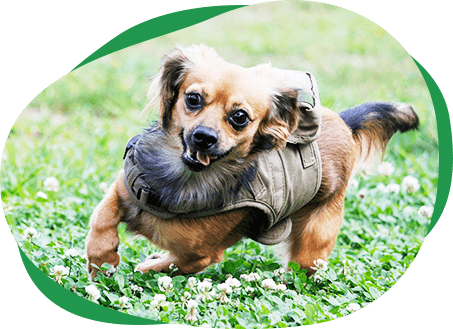 「しつけ方教室」ページMV