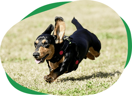 「プラー＆ノーズワーク」ページMV